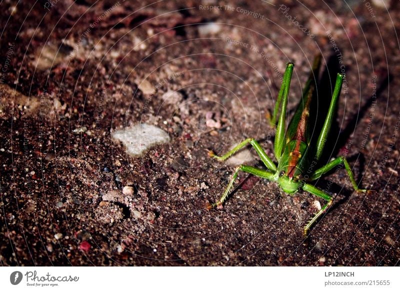 Mr. Grasshopper Environment Nature Earth Autumn Beautiful weather Animal Locust 1 Disgust Cute Green Life Ease Hop Locusts Deserted Bird's-eye view Alarming