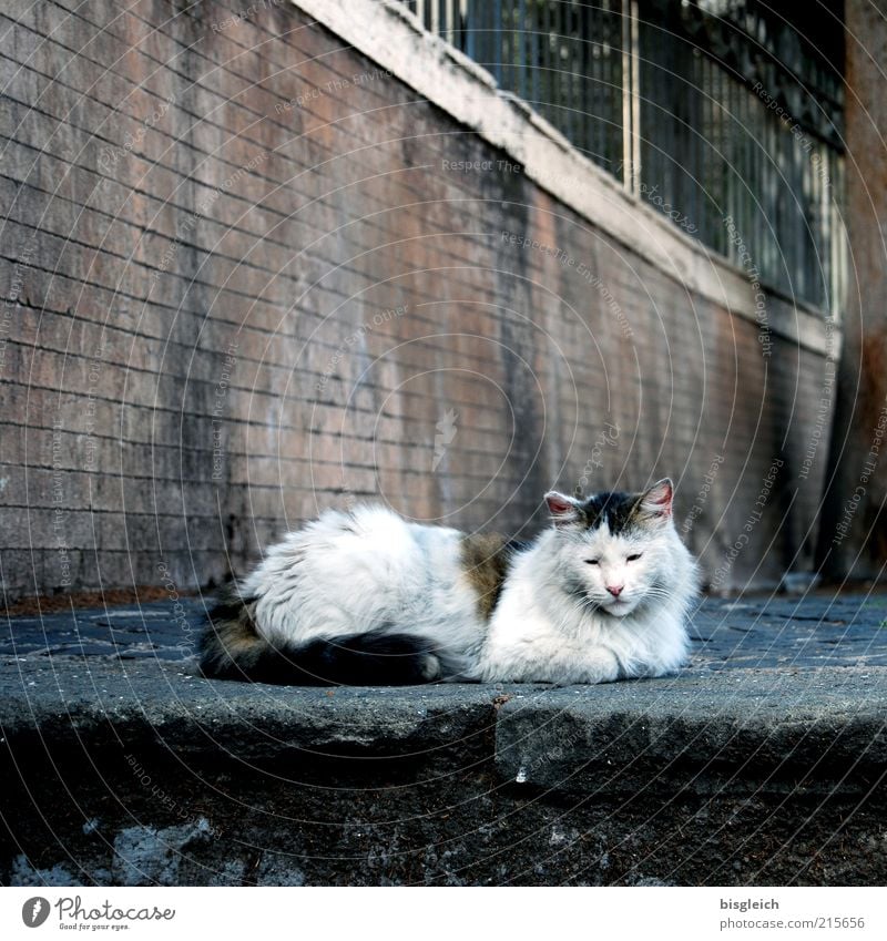 time-out Well-being Contentment Relaxation Calm Animal Pet Cat 1 Lie Sleep Serene Colour photo Subdued colour Day Exterior shot Deserted Wall (barrier) Prowl