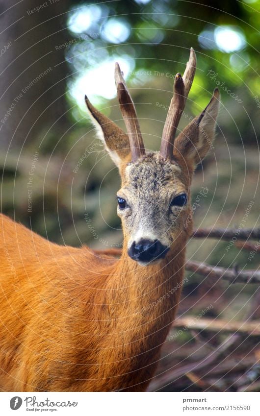 Roe Capreolus capreolus Hunting Summer Kitchen Man Adults Nature Landscape Animal Grass Park Meadow Forest Oasis Wild animal 1 Natural Brown White Horn ears