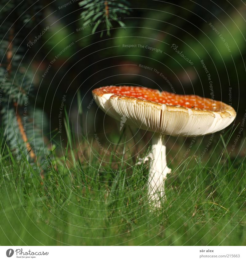 fly agaric Nutrition Nature Plant Grass Mushroom Mushroom cap Amanita mushroom Lawn Blossoming Growth Esthetic Threat Natural Beautiful Soft Green Red White