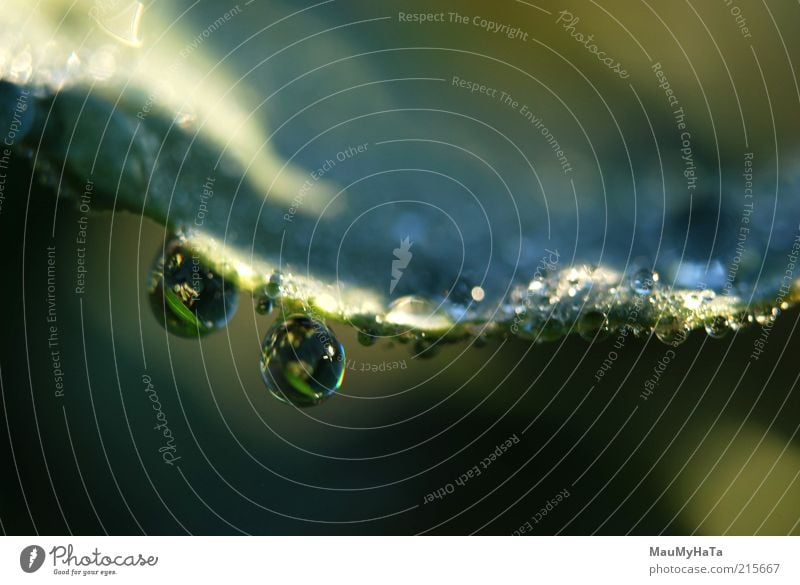 drops Nature Plant Elements Water Drops of water Sun Autumn Climate Rain Grass Leaf Uniqueness Small Blue Multicoloured Yellow Green Silver Colour photo