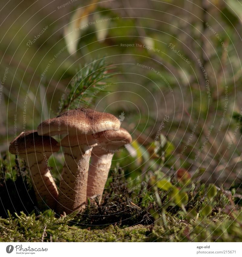 honey agaric Food Mushroom Biology Nature Plant Autumn Bushes Moss Stand Growth Natural Brown Green Transience Mushroom cap 3 Woodground Colour photo