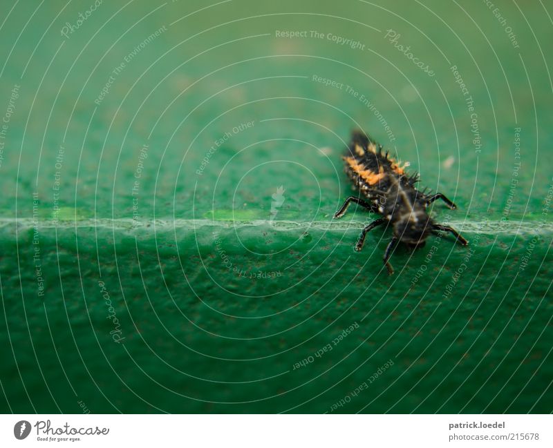 [HH01] without title Environment Animal Beetle Green Insect Disgust Crawl Colour photo Close-up Copy Space top Copy Space bottom Day Shallow depth of field