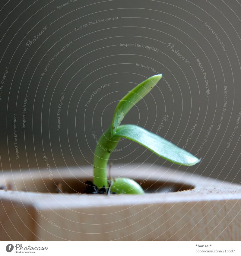 When I grow up... Plant Flower Leaf Sunflower Growth Fresh Small Natural Green Spring fever Life Beginning Nature Future Fragile Delicate Pot plant Colour photo