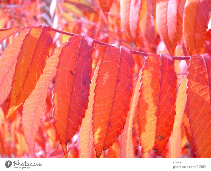 Indian buzzer Autumn leaves Leaf Staghorn sumac Back-light Orange Close-up