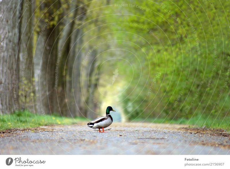 The way is the goal Environment Nature Landscape Plant Animal Elements Earth Summer Weather Beautiful weather Tree Grass Park Wild animal Wing 1 Free Bright