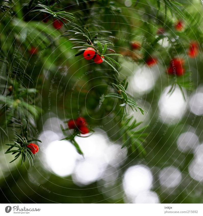 Complementary colour toxic Landscape Plant Air Autumn Bushes Wild plant Yew Coniferous trees Fir needle Light Reflection Warn Caution Hang Threat Fresh Natural