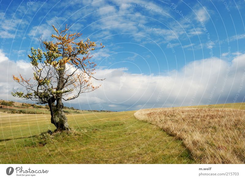 lonesome beech Nature Landscape Clouds Autumn Beautiful weather Tree Mountain Rhön Highlands Blue Multicoloured Green Moody Environment Environmental protection