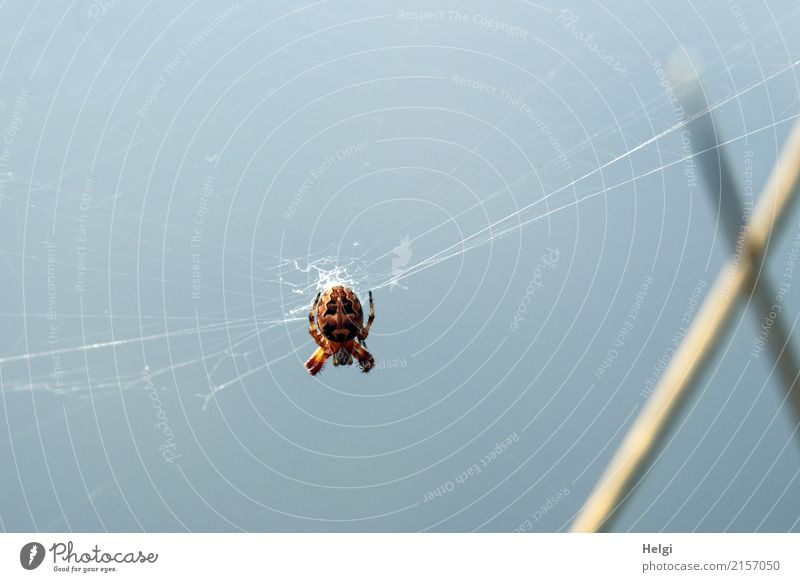 terrifying Environment Nature Animal Sky Summer Beautiful weather Blade of grass Bog Marsh Wild animal Spider 1 Spider's web Observe Hang Wait Authentic