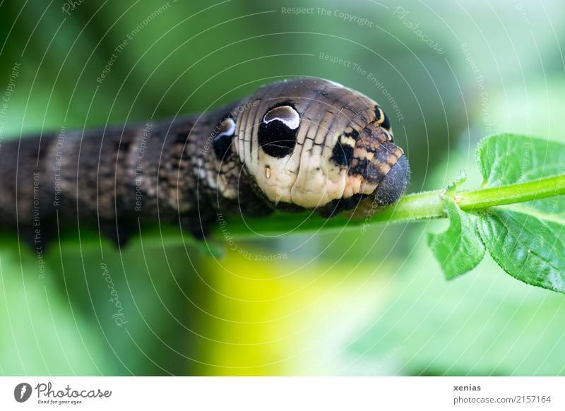 I'll eat my fill first. Animal Summer Autumn Plant Leaf Garden Park Caterpillar Elephant Hawk-moth Butterfly 1 Brown Yellow Green Black Pattern Colour photo