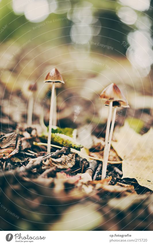 fruiting bodies Environment Nature Plant Autumn Beautiful weather Mushroom Mushroom cap Natural Day Sunlight Shallow depth of field Beatle haircut Woodground