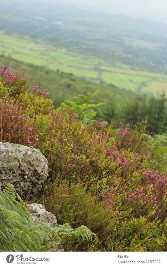 View from a hill in Ireland Hill Hill side Summer in the north Nordic Nordic nature Nordic summer Nordic plants Nordic romanticism Silence in nature