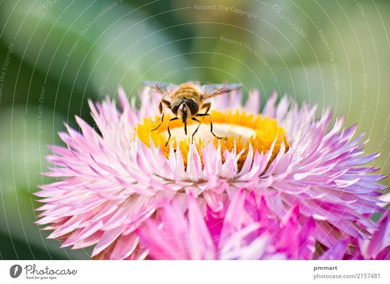 Bee captures pollen from a flower Herbs and spices Beautiful Illness Summer Garden Nature Plant Animal Sky Spring Flower Blossom Park Meadow Fly Butterfly Wing