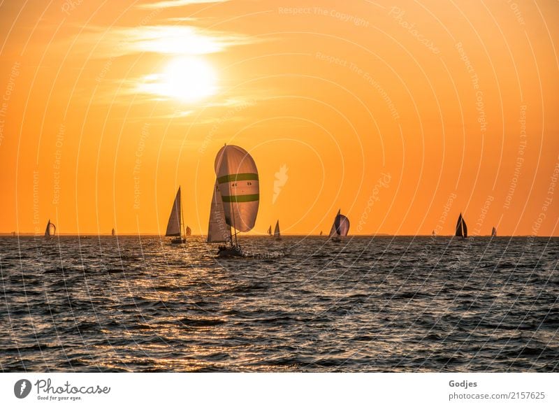 sailing regatta Sports Sailing Regatta Sporting event Water Sunrise Sunset Coast Baltic Sea Navigation Sport boats Sailboat Sailing ship Illuminate