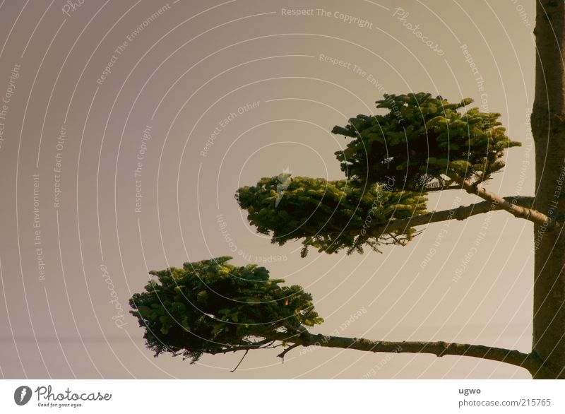 three levels Sky Tree Foliage plant Natural Round Brown Green Calm Esthetic Colour photo Exterior shot Day Tree trunk Twigs and branches Nature Growth Deserted