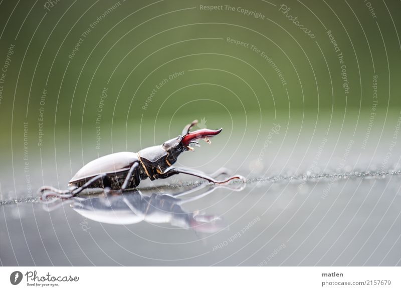 giant Animal Beetle 1 Walking Brown Gray Green Red Stag beetle Colour photo Exterior shot Macro (Extreme close-up) Deserted Copy Space left Copy Space right