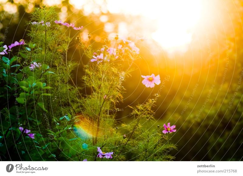 Cosmea Sun Nature Landscape Plant Summer Beautiful weather Flower Bushes Blossom Blossoming Dazzle Flashy Cosmos Sunset Back-light Colour photo Exterior shot