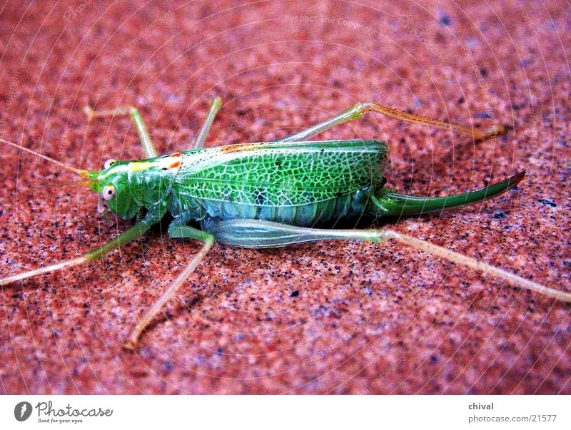 grasshopper Locust Green Red Flashy Clear