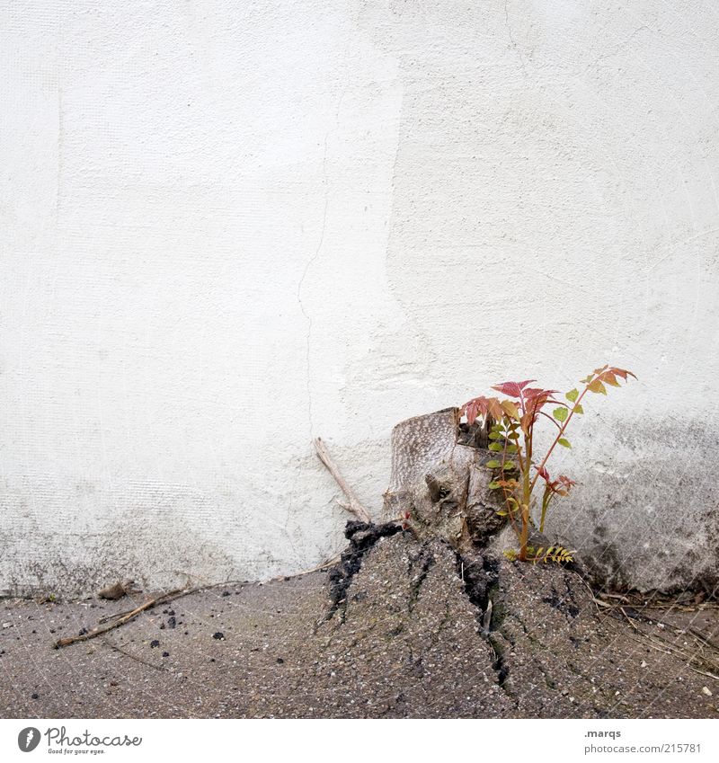 force of nature Nature Plant Elements Wall (barrier) Wall (building) Concrete Sign Growth Broken Power Willpower Change Breach Force of nature Colour photo