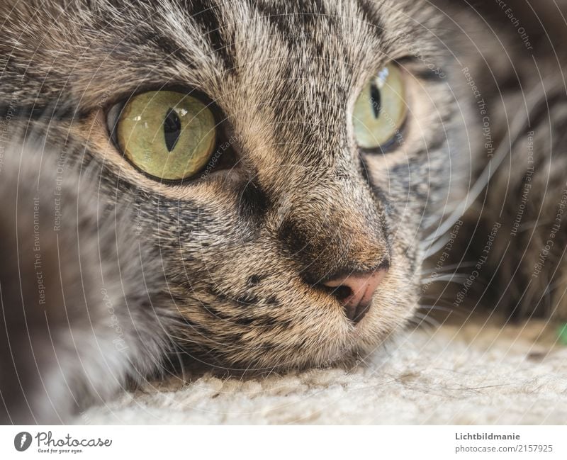 relaxation Environment Animal Doormat Pet Cat Animal face Pelt Paw Norwegian Forest Cat Cat's head Cat eyes Tiger skin pattern Tabby cat cat's nose Whisker