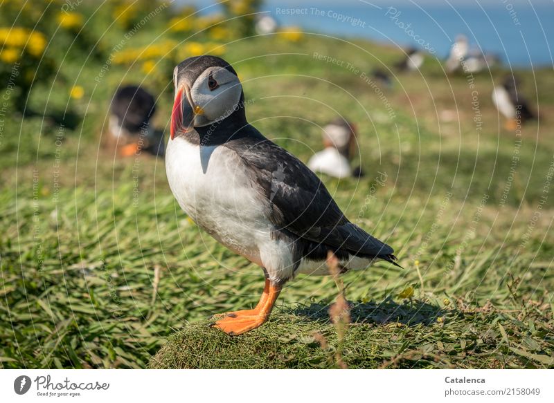 Fratercula artica, the puffin Nature Animal Summer Beautiful weather Grass Bushes Leaf Blossom Ocean Atlantic Ocean Cliff Wild animal Bird Puffin