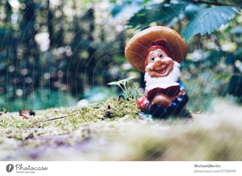 Garden gnome in the forest Nature Plant Moss Foliage plant Forest Hiking Dwarf Colour photo Exterior shot Close-up Day