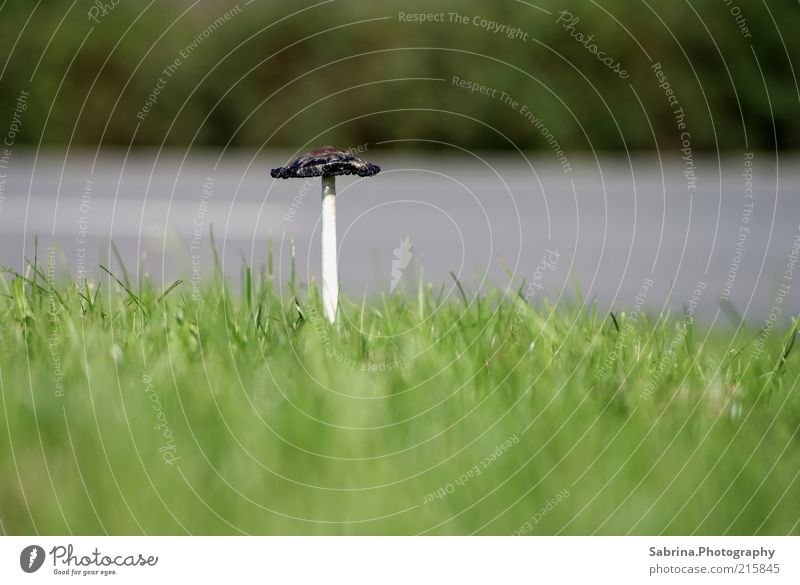 A mushroom line stands at the roadside Food Organic produce Environment Nature Autumn Beautiful weather Wild plant Street Breathe Observe Growth Uniqueness