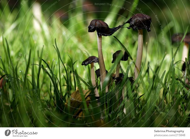 Siamese Mushroom Twins Food Vegetable Organic produce Environment Nature Autumn Wild plant Unwavering Strong Connection Loyalty Colour photo Subdued colour