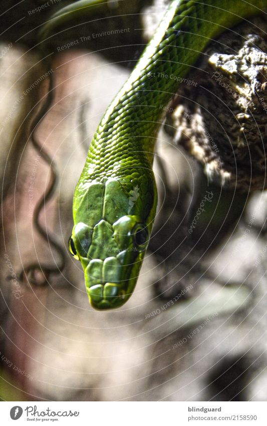 Curious intruder in paradise Snake Green venomously Stone Dangerous Reptiles Viper animal world Poison Nature phyton Fear peril Animal Wild pretty Colour photo