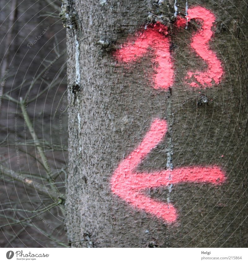 13 ... left out... Environment Nature Plant Drought Tree Forest Wood Sign Digits and numbers Signs and labeling Arrow To dry up Growth Exceptional Natural