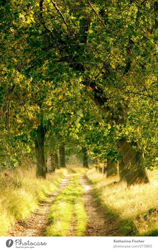 Golden Autumn Nature Landscape Beautiful weather Plant Tree Grass Leaf Foliage plant Forest Lanes & trails Wood Illuminate Brown Yellow Green golden autumn