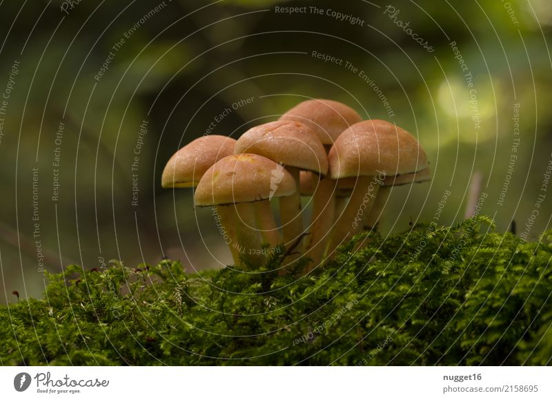 Autumn time Mushroom season Environment Nature Plant Summer Moss Kuehneromyces mutabilis Garden Park Forest Authentic Delicious Near Natural Beautiful Under