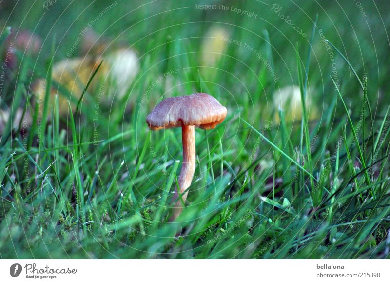 My mushroom contribution! Environment Nature Plant Grass Wild plant Growth Mushroom Mushroom cap Brownish 1 Colour photo Exterior shot Day