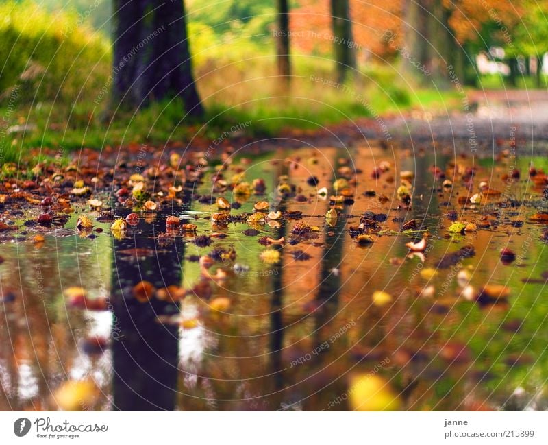 chestnuts Nature Landscape Earth Water Drops of water Autumn Beautiful weather Bad weather Rain Plant Tree Grass Park Brown Yellow Green Colour photo