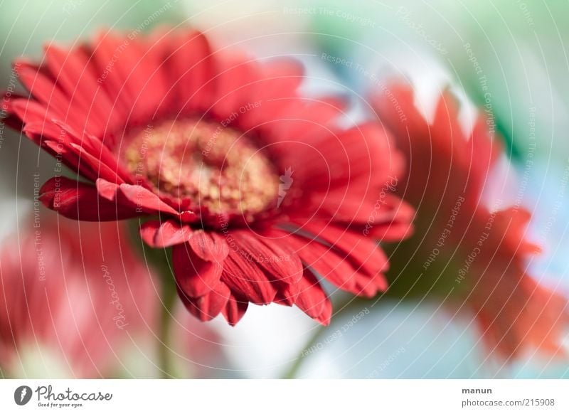 gerbera Decoration Nature Plant Flower Blossom Gerbera Summerflower Bouquet Blossoming Exceptional Beautiful Pink Red Esthetic Fragrance Colour photo