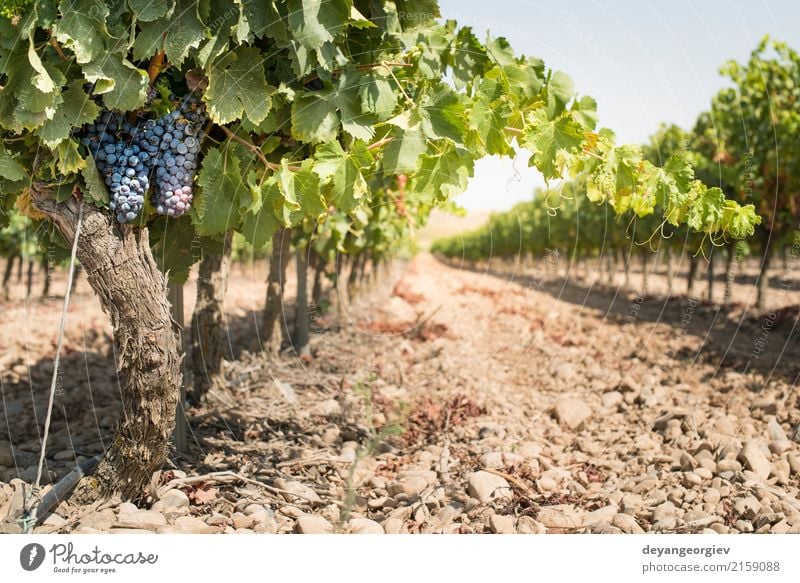 Red wine grapes Fruit Nature Plant Autumn Leaf Growth Fresh Blue Bunch of grapes Vineyard Spain vine agriculture Winery food bunch Harvest ripe vintage Purple