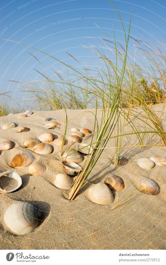 Search for mussels Vacation & Travel Tourism Summer Summer vacation Island Nature Sky Cloudless sky Beautiful weather Wind Plant Coast Beach Sand Mussel