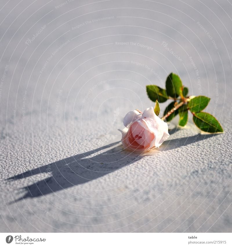 for you Plant Flower Rose Lie Wet Green Pink White Emotions Esthetic Fragrance Uniqueness Dew Blossom Colour photo Exterior shot Close-up Deserted