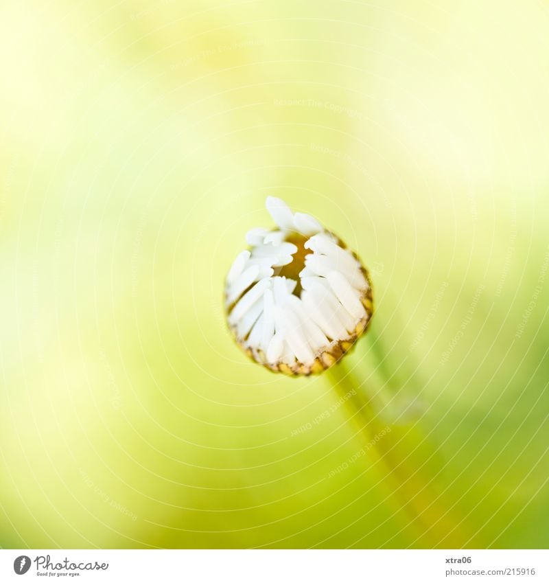 Good morning Environment Nature Plant Flower Blossom Esthetic Authentic Simple Elegant Natural Yellow Green White Daisy Colour photo Exterior shot Close-up