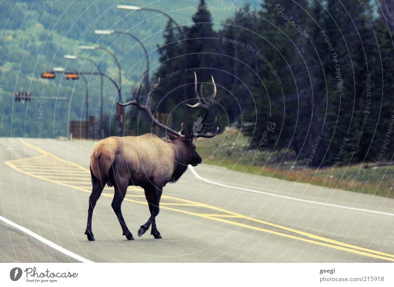 game pass Environment Nature Plant Animal Forest Hill Traffic infrastructure Street Traffic light Street lighting Lane markings Wild animal Elk 1 Observe