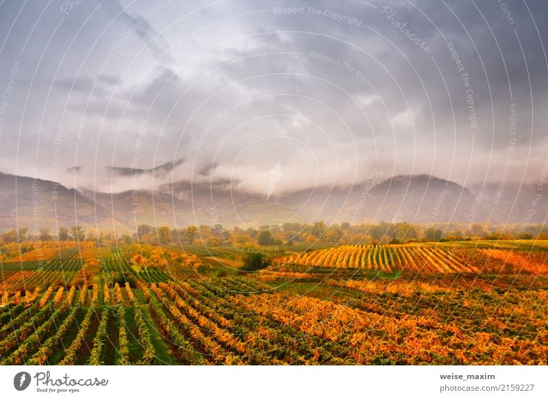 Panorama of Wachau valley. Colorful autumn in vine yards Fruit Vacation & Travel Tourism Far-off places Mountain Agriculture Forestry Nature Landscape Plant