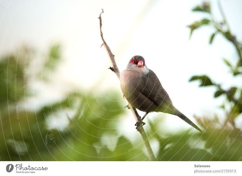 SUPERHERO Far-off places Freedom Environment Nature Summer Bushes Leaf Branch Garden Park Animal Wild animal Bird Animal face Finch 1 Small Near Natural