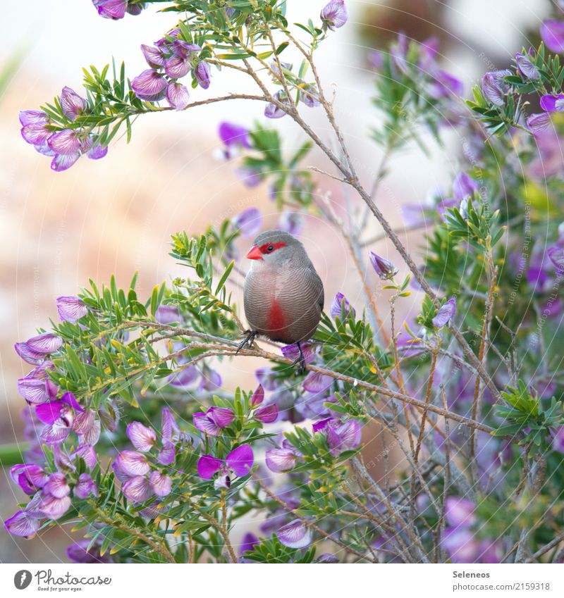 with carnival mask Summer Environment Nature Spring Bad weather Tree Flower Leaf Blossom Garden Park Animal Wild animal Bird Animal face 1 Small Near Natural