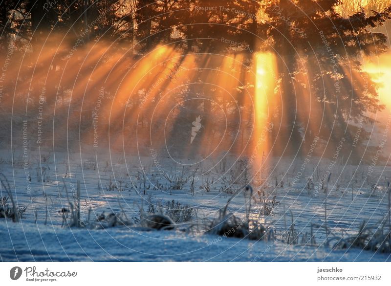 Kitsch in the winter forest Sunlight Winter Climate Climate change Ice Frost Snow Meadow Forest Esthetic Exceptional Bright Cold Natural Warmth Romance Nature