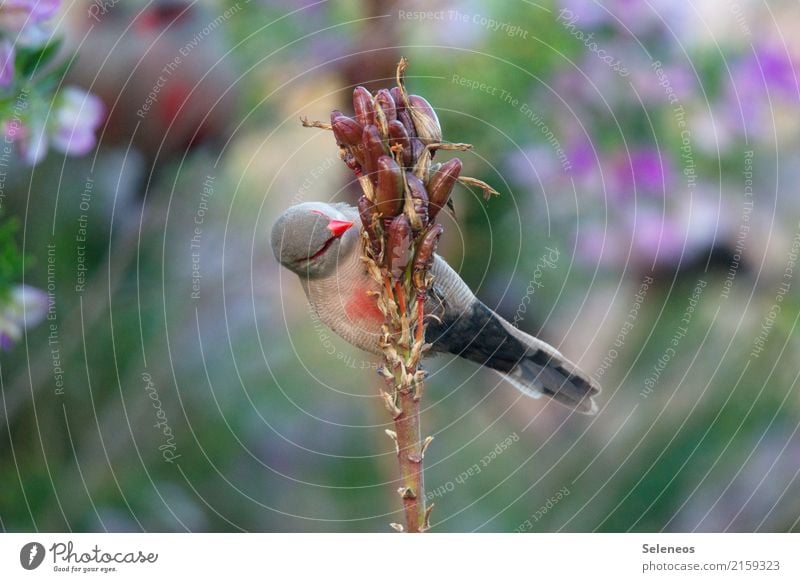 njom njom Eating Summer Environment Nature Plant Exotic Garden Park Animal Bird 1 Natural Colour photo Exterior shot Copy Space left Copy Space right