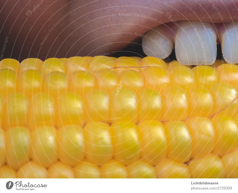 eat corn Food Grain Picnic Organic produce Vegetarian diet Fast food Joy Happy Healthy Healthy Eating Life Well-being Contentment Child Infancy Lips Teeth 1