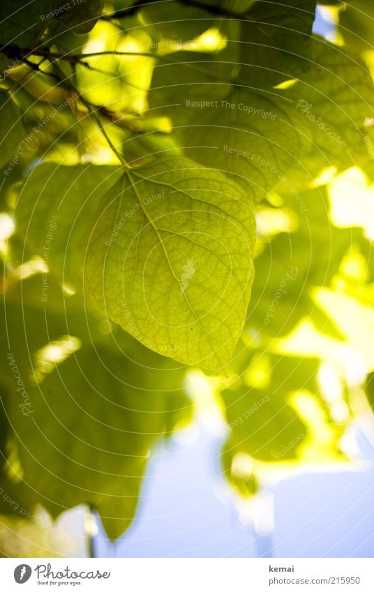 leaf green Environment Nature Plant Sky Sunlight Summer Autumn Climate Beautiful weather Warmth Tree Leaf Foliage plant Wild plant Blossoming Hang Illuminate