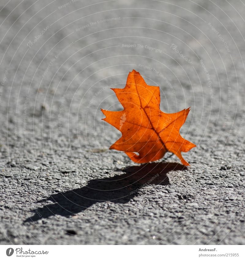 Autumn casts its shadows ahead Nature Plant Leaf Street Lanes & trails Yellow Red Autumn leaves Oak tree Oak leaf Orange Asphalt Shadow Dark side Gray