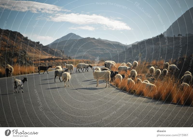 Wool on wanderings Environment Nature Landscape Sky Clouds Beautiful weather Grass Bushes Mountain Greece Crete Street Pet Farm animal Sheep Ram Lamb's wool