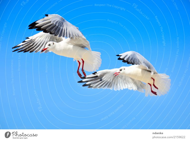 Two white sea gulls Beautiful Freedom Summer Ocean Nature Animal Sky Bird 2 Flock Flying Love Wild Blue White Seagull fly two Conceptual design sunny Feather